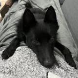 Chien aiko à l adoption #3