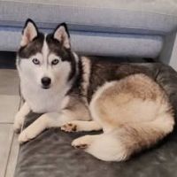 Chien rosy à l adoption