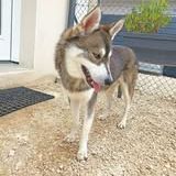 Chien balto à l adoption #2