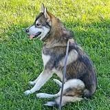 Chien balto à l adoption #3