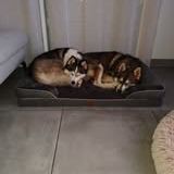 Chien balto à l adoption #4