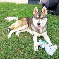 Chien balto à l adoption