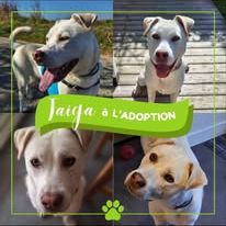 Chien taiga à l adoption #2