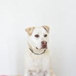 Chien taiga à l adoption #3