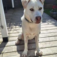 Chien taiga à l adoption
