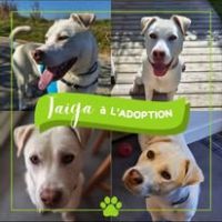Chien taiga à l adoption #2