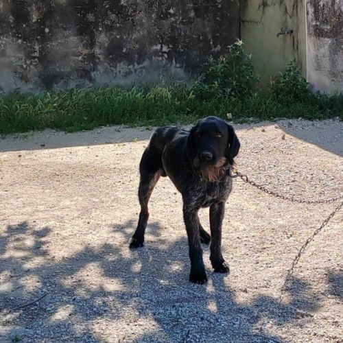 Chien patou à l adoption #0