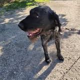 Chien patou à l adoption #3