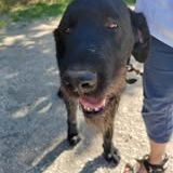 Chien patou à l adoption #2