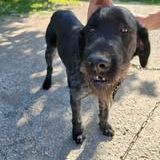 Chien patou à l adoption #4