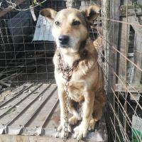 Springa à sauver, pour l'adoption #1