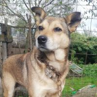 Springa à sauver, pour l'adoption #2
