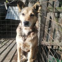 Springa à sauver, pour l'adoption