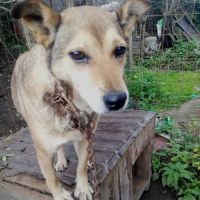 Springa à sauver, pour l'adoption #5