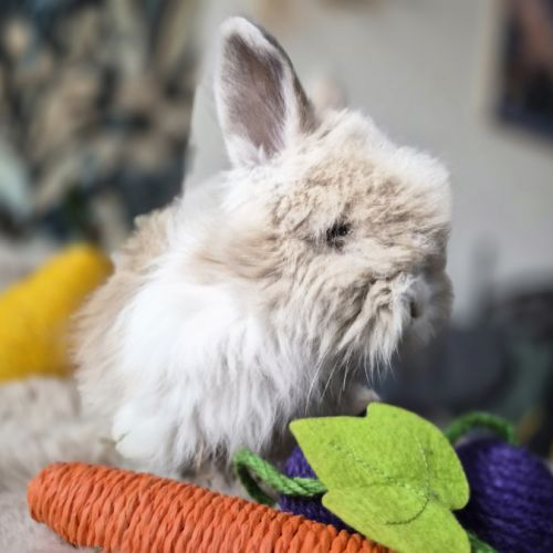 Angora anglais #1