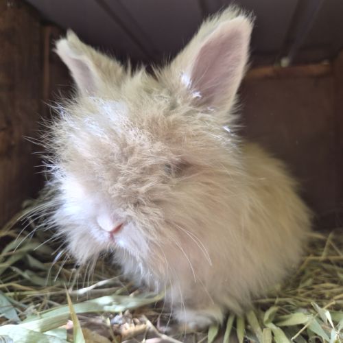 Angora anglais #2