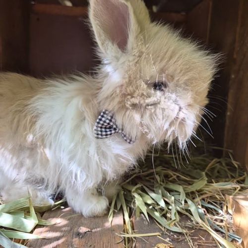 Angora anglais #3