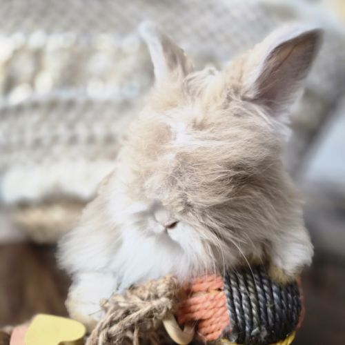 Angora anglais #4