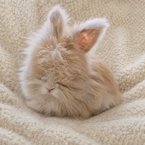 Angora anglais
