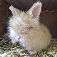 Angora anglais #2