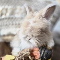 Angora anglais #4