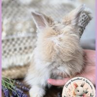 Angora anglais