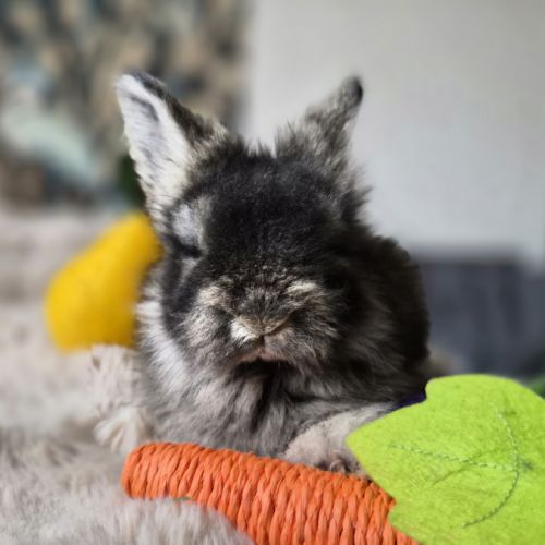 Angora anglais #1