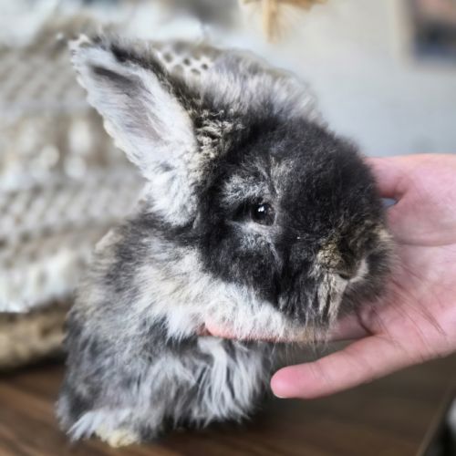 Angora anglais
