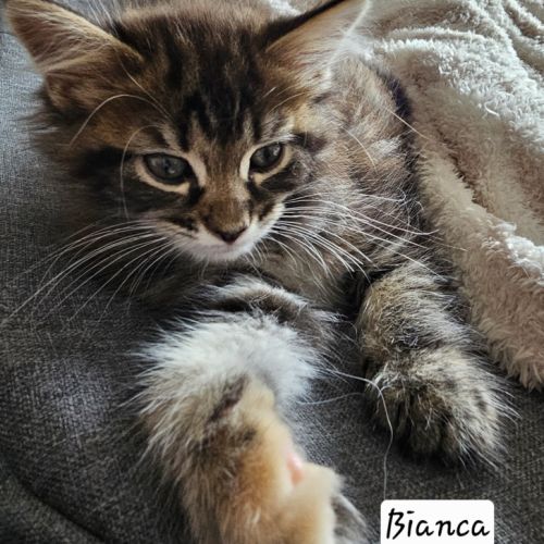 Maine coon femelle #2