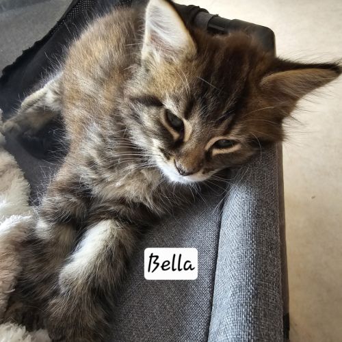 Maine coon femelle #3