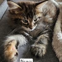 Maine coon femelle