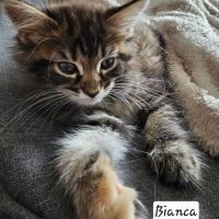 Maine coon femelle #2