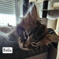 Maine coon femelle #4