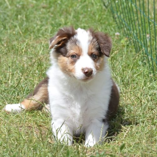 Chiot femelle border collie lof troupeau