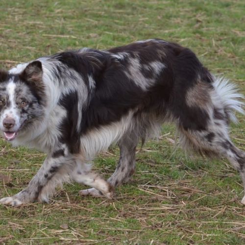 Chiot femelle border collie lof troupeau #5