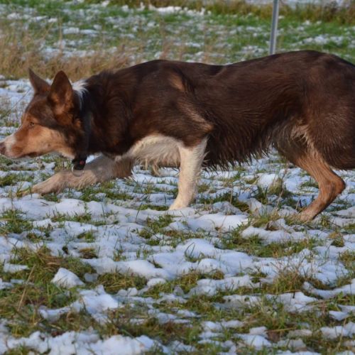 Chiot femelle border collie lof troupeau #6