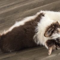 Chiot femelle border collie lof troupeau #2