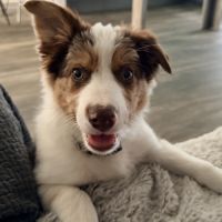 Chiot femelle border collie lof troupeau #3