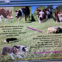 Chiot femelle border collie lof troupeau #4