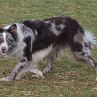 Chiot femelle border collie lof troupeau #5