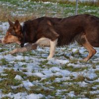 Chiot femelle border collie lof troupeau #6
