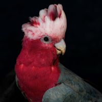 Perroquet cacatoès