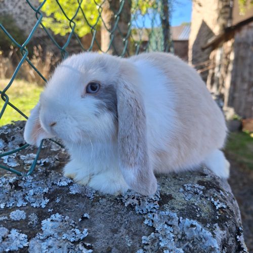 Lapin bélier nain minilop #3