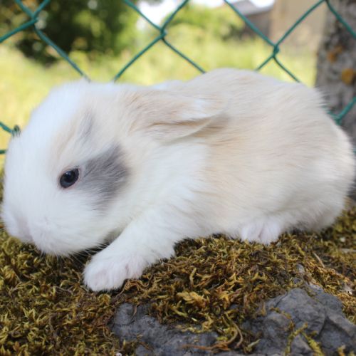 Lapin bélier nain minilop