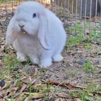 Lapin bélier nain minilop
