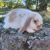 Lapin bélier nain minilop #2