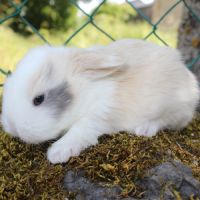 Lapin bélier nain minilop #0
