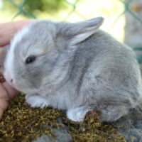 Lapin bélier nain minilop #2