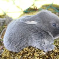Lapin bélier nain minilop #3