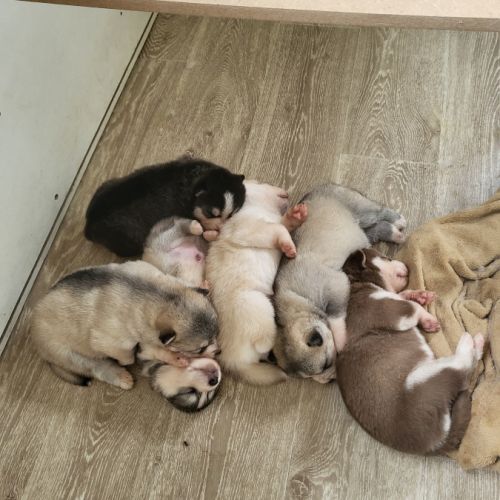 Chiots pomsky f3 + #1